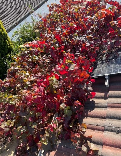 Trusted Gutter Cleaning Melbourne